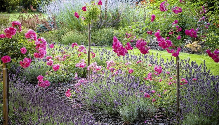 SLOWA KLUCZOWE: rosa super dorothy