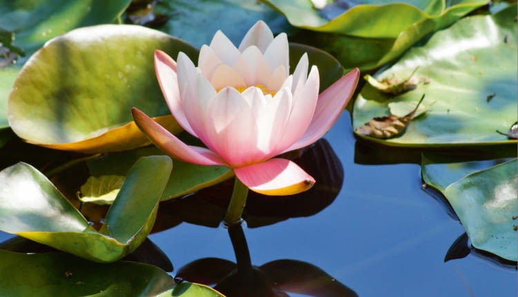 Grzybień (Nymphaea)