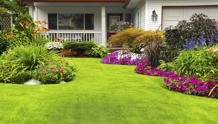 szmaragdowa murqwa marzenie