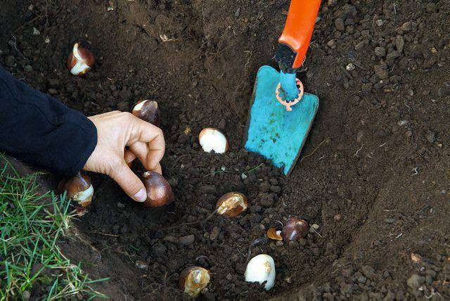 Październik jest miesiącem sadzenia cebul.