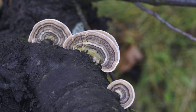 OWOCNIKI SREBRZYSTOŚCI LIŚCI - PODOBNE DO HUB
