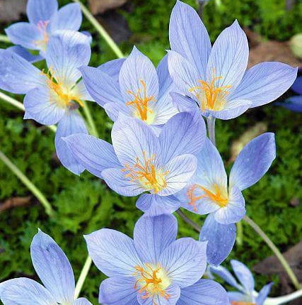 Herbstkrokus (Crocus speciosus) 'Conqueror' SLOWA KLUCZOWE: Blume Bl´te Bl´tenportrait Bl´tenportr?t Close up Conqueror Crocus speciosus Garten Herbst Herbstkrokus herbstlich lila November Oktober violett Zwiebelblumen Zwiebelbl´her