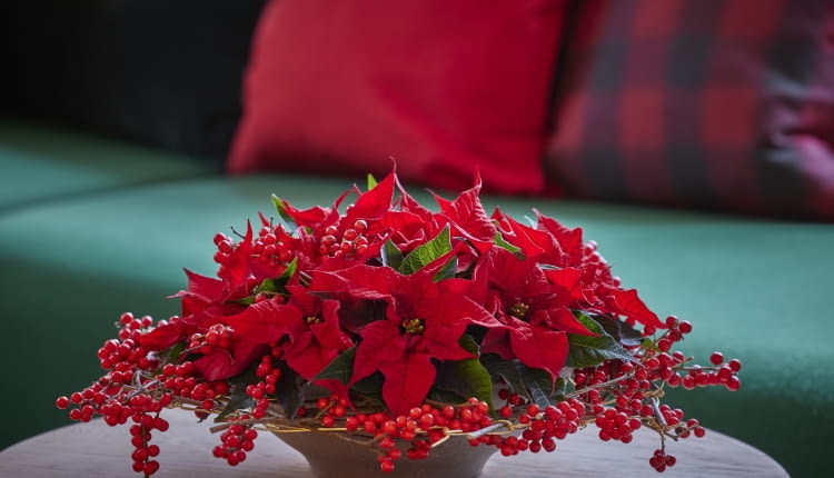 Misa z gwiazdami betlejemskimi