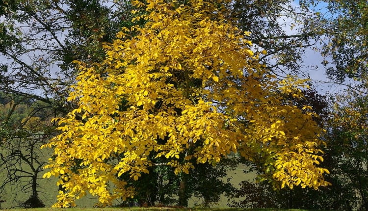 Orzech włoski uważany jest także za drzewo ozdobne. jego liście jesienia zółkna i opadają