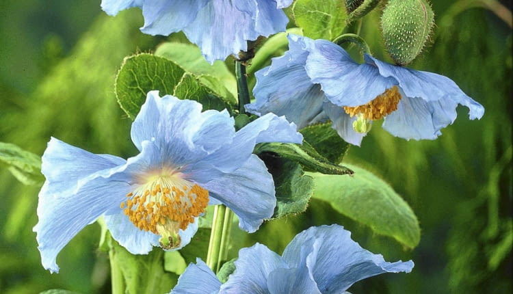 Scheinmohn (Meconopsis betonicifolia) SLOWA KLUCZOWE: au?en au?en Au?en blau bl´hend Blume Blumen Bl´te Bl´ten Close Up Close-Up Detail drau?en drau?en Garten G rten G rten Gartenanlage Herbst Herbstgarten Herbstg rten herbstlich im Freien Meconopsis betonicifolia Mohn Mohnblume Mohnblumen Nahaufnahme Scheinmohn Schlafmohn Sommer Sommerblume Sommerblumen Sommergarten Sommerg rten sommerlich sommerliche sommerliches Visions Hochformat