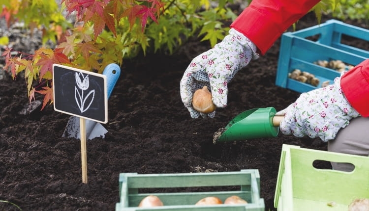 To ostatni dzwonek na sadzenie tulipanów, narcyzów i innych wiosennych roślin cebulowych. Po sadzeniu rabatę należy podlać i okryć ściółką.