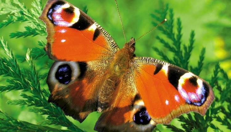 Rusałka pawik przysiada na krzewach tui