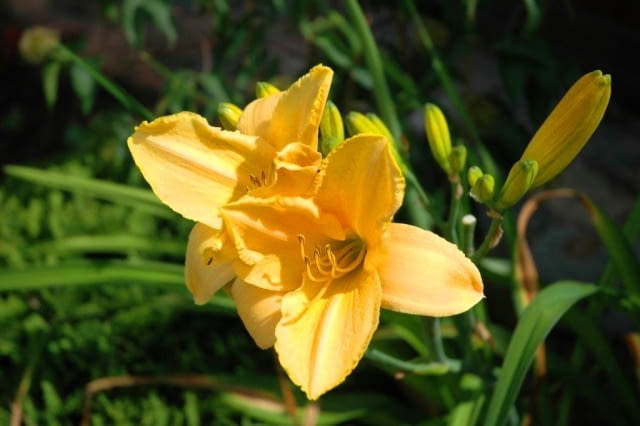 Liliowiec 'Stella de Oro'