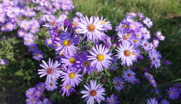 Aster krzaczasty