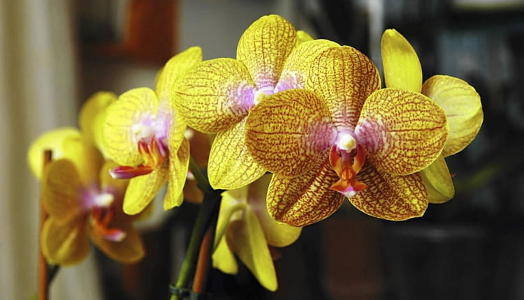 KOLEKCJA STORCZYKOW STORCZYK FALENOPSIS MIESZANCOWY ROSLINA DONICZKOWA EPIFIT WLASCICIEL HANNA REJMER FOT. PIOTR REJMER PUBLIKACJA KWIETNIK NR 12 (120) - 12.2004 SLOWA KLUCZOWE: ROSLINY KOLEKCJE KWIATY ZDJĘCIE DO WKŁADKI: PUBLIKACJA KWIETNIK NR 12 (120) - CZASOPISMA