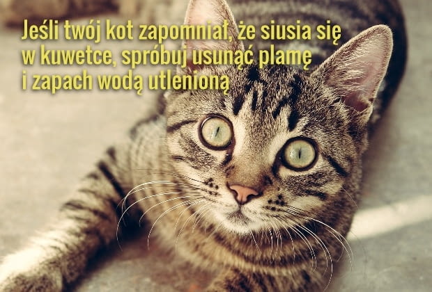 Jeśli kot jest zdrowy i zadowolony z życia, a kuwetka czysta, nie powinny się pojawiać żadne problemy z siusianiem tam, gdzie nie trzeba