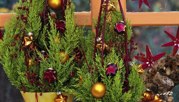 Zypressengesteck: 5/5 Cupressus macrocarpa 'Goldcrest' / Zypresse Cornus / Hartriegel, Citrus / Orangenscheiben Christbaumschmuck, rote Sterne SLOWA KLUCZOWE: GAP Weihnachtsbaumkugeln Stepabfolge Praxis mini Weihnachtsbaum rot gold ZZZ hoch Topf weihnachtlich Weihnachten Dekoration Cupressus macrocarpa Cupressus innen Gesteck Floristik Fenster 000 Advent