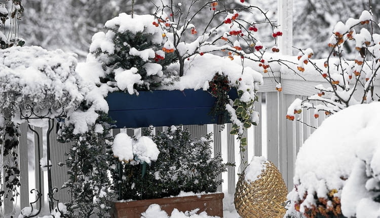 BALKON IM WINTER MIT BUCHSBAUM KASTEN: WACHOLDER, FICHTE, ZIERAPFEL, COTONEASTER SLOWA KLUCZOWE: quer ZZZ gesamt GAP Laubgeh^lze 000 Winter Schnee Geh^lze Picea Zierapfel drau?en Balkon Balkonkasten Topf BALKONGELfNDER