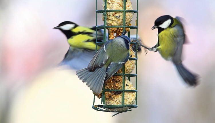 Dokarmiajmy ptaki, dopóki zaglądają do karmnika. Gdy będą już mogły same znaleźć pożywienie, przestaną go odwiedzać.