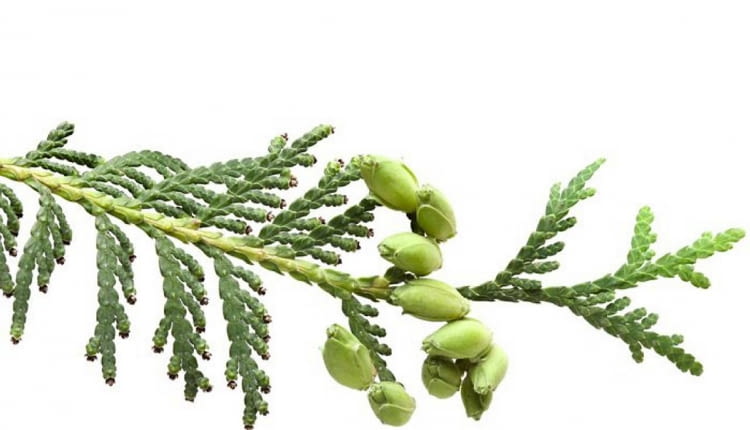 Szyszki na gałązkach żywotnika świadczą o niedożywieniu rośliny