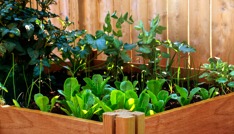 Skrzynia na warzywa z palet