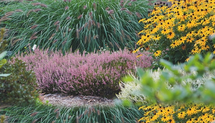 1rabata w sloncu Zastosowanie bylin - plan oglny