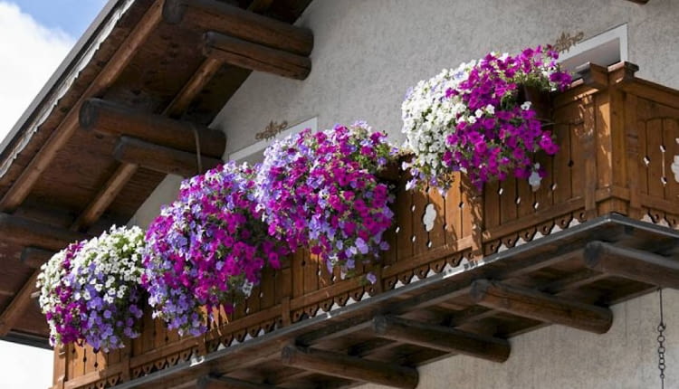 Surfinia, kwiaty balkonowe