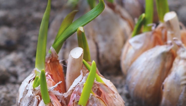 TE GŁÓWKI CZOSNKU czekają na podział i posadzenie w gruncie - zaczęły już z nich wyrastać liście.