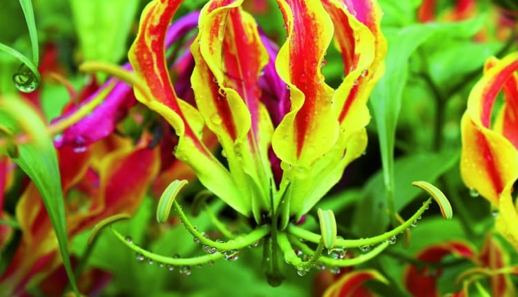 Żółto-czerwone płatki gloriozy mają faliste brzegi. W kwiecie układają się na kształt korony.