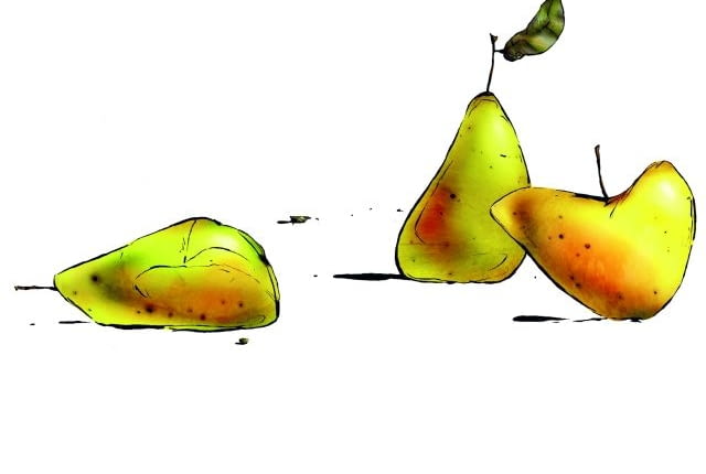 Owoce do przechowania zrywamy, zanim dojrzeją. Te, które opadną, ale są zdrowe, możemy przeznaczyć na przetwory