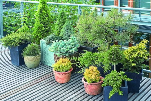 23.05.2006 WARSZAWA DLA CZTERY KATY BALKON , TARAS , ROSLINY ,IGLAK IGLAKI IGLASTE , KOMPOZYCJA STYLIZACJA ANETA KOSIBA FOT. LUKASZ ZANDECKI / AGENCJA GAZETA PUBLIKACJA KWIETNIK NR 10 (142) - 10.2006