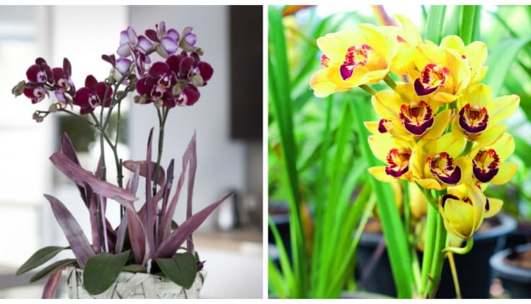 Najbardziej popularne storczyki. Od lewej falenopsis i cymbidium