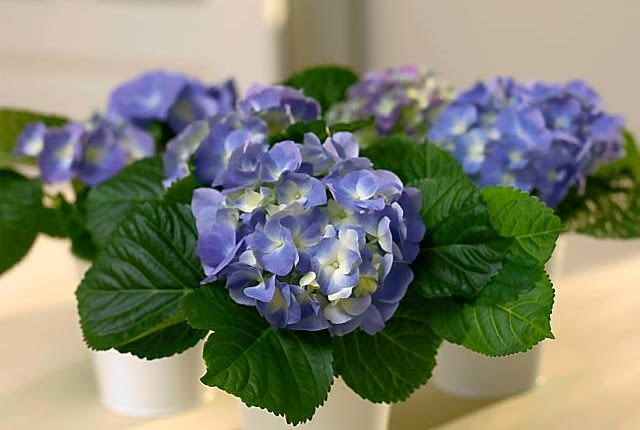 Hortensja 'Renate Steiniger'