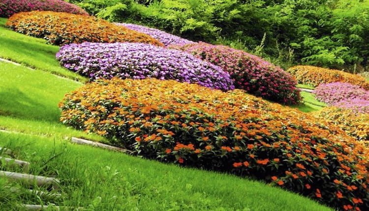 Niecierpki nadają się na barwne kobierce.