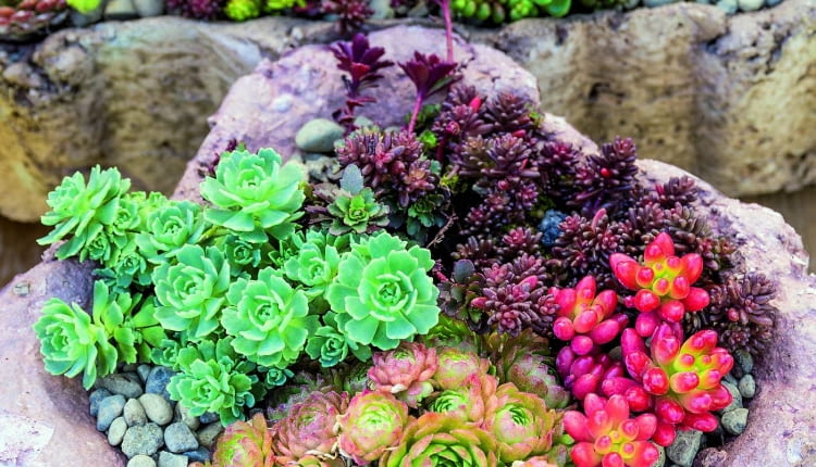 Rozchodniki i rojniki mogą przetrwać zimę w kamiennej misie wypełnionej garstką suchego piasku.