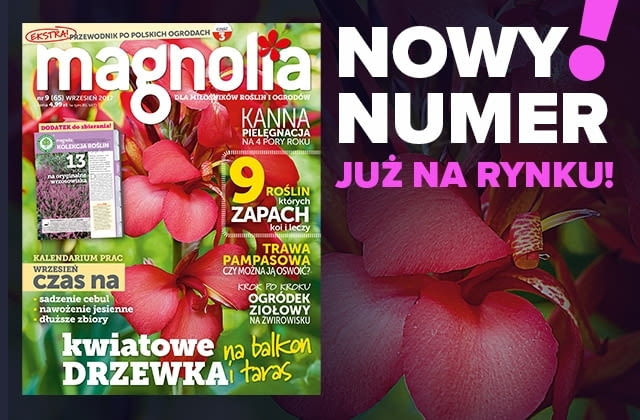 Magazyn Magnolia