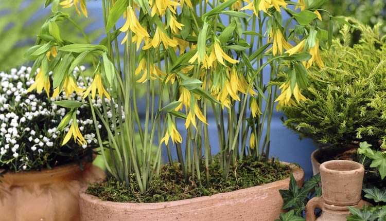 01A9564D - Uvularia grandiflora