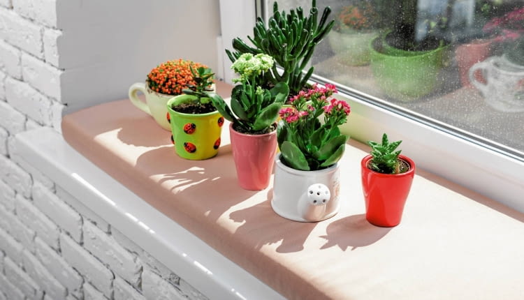 Sukulenty (m.in. kalanchoe i grubosze) doskonale znoszą długotrwałą suszę, zarówno tę w przyrodzie, jak i w mieszkaniu.