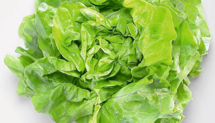 27.06.2005 ZDJECIA DO ARCHIWUM WARZYWA OWOCE ZIOLA SALATA STYLIZACJA JOANNA SZACHOWSKA FOT. PAWEL KISZKIEL / AGENCJA GAZETA PUBLIKACJA DZIECKO NR 5 - 5.2006 SLOWA KLUCZOWE: ZYWNOSC ZDJĘCIE DO WKŁADKI: PUBLIKACJA DZIECKO NR 5 - CZASOPISMA