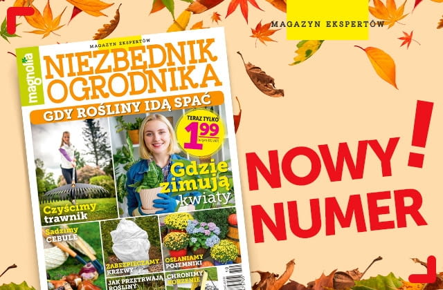 Magazyn Magnolia