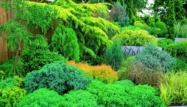 Iglaki są bardziej przewidywalne niż zmienne rośliny liściaste - i to ich niewątpliwa zaleta.