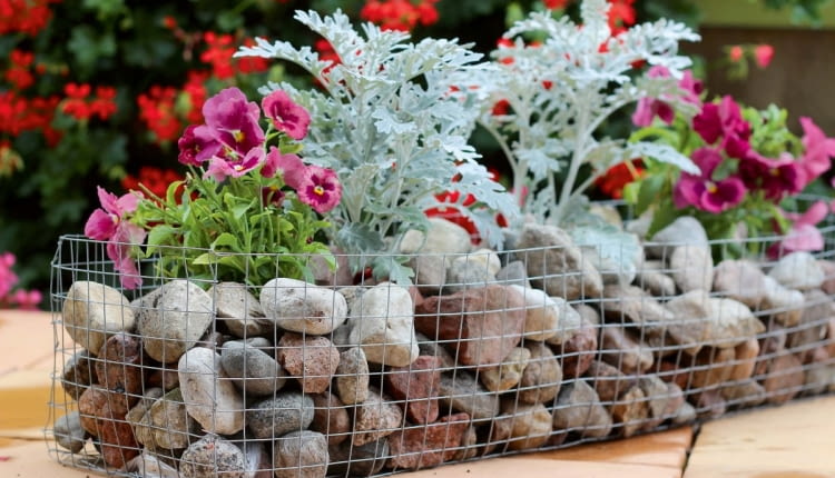 Klasycznie - gabion wypełniony otoczakami, pełen mrozów i bratków.