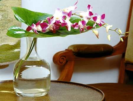 Cięte gałązki denrobium 'Sonia Kanya' są niedrogie i bardzo trwałe.