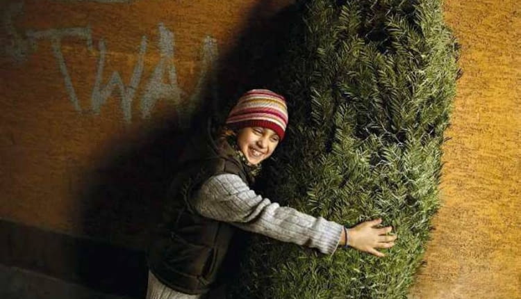 Jeśli chcemy sprawdzić, czy choinka jest świeżo ścięta, postukajmy nią o ziemię. Nie powinny sie z niej sypać igły.