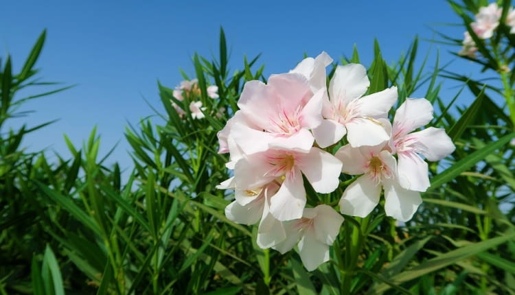 Oleander pospolity