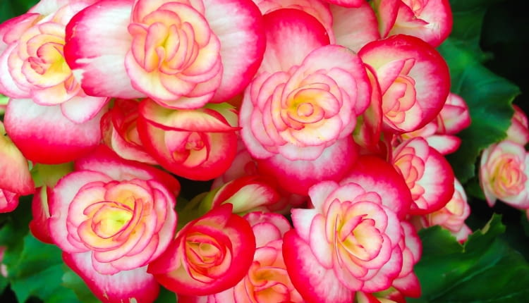 Begonia zimowa