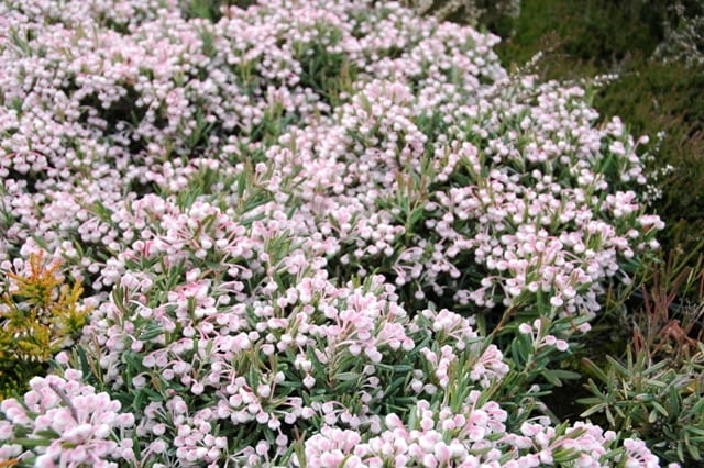 Modrzewnica pospolita (Andromeda polifolia) 'Compacta'