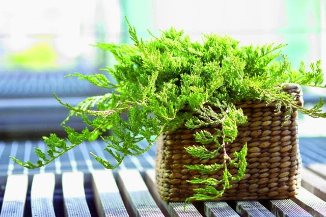 23.05.2006 WARSZAWA DLA CZTERY KATY IGLAK IGLAKI IGLASTE JALOWIEC PLOZACY JUNIPERUS HORIZONTALIS PRINCE OF WALES STYLIZACJA ANETA KOSIBA FOT. LUKASZ ZANDECKI / AGENCJA GAZETA PUBLIKACJA KWIETNIK NR 9 (141) - 9.2006