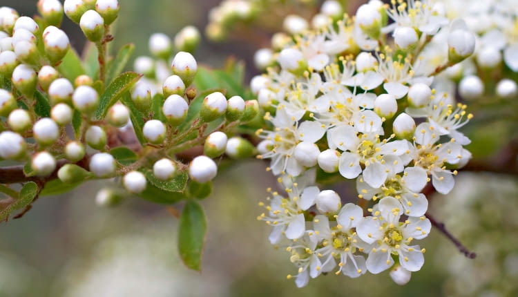 WIOSNA: Tarnina kwitnie przed rozwojem liści, zwykle w marcu, gdy często jeszcze powracają chłody. Mocnym zapachem pyłku wabi owady.