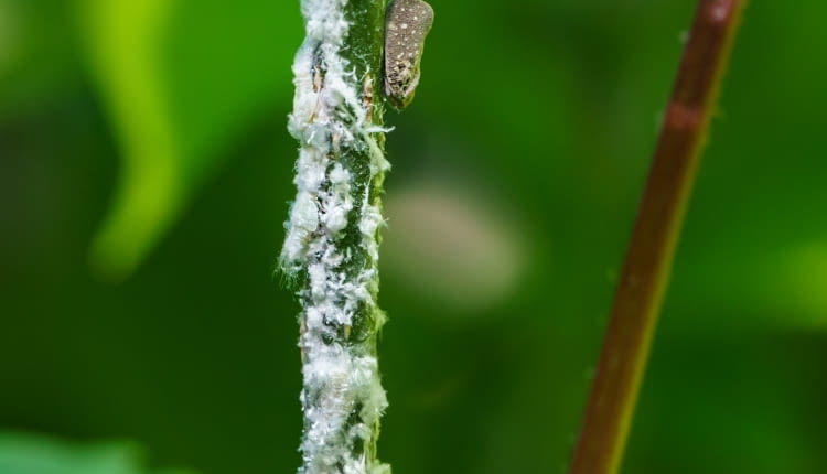 Biały Skoczek (Metcalfa pruinosa)