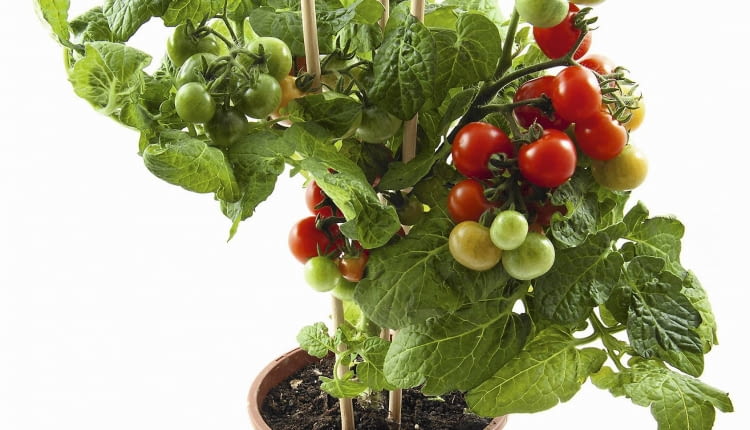 Doniczka, w której rośnie ten krzaczek pomidora, jest zdecydowanie za mała.