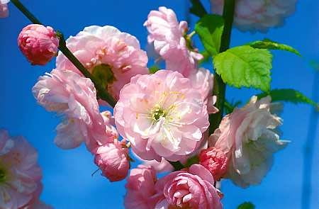 Migdałowiec trójklapowy, migdałek, Prunus triloba, Amygdalus triloba