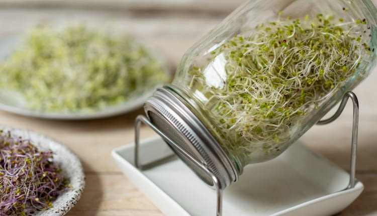 Uprawa kiełków w kiełkownicy słoikowej