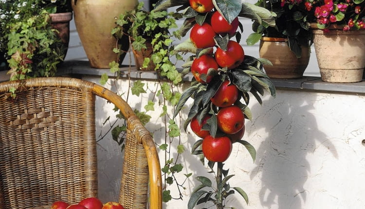 Ballerinab umchen, S ulenapfelbaum, Malus domestica Ballerina SLOWA KLUCZOWE: 60007 appel Apple Balcony/terrace in pot Balkon/terras in pot Ballerina Compleet product Complete product domestica DVEBM Fruit Fruits Malus Malus domestica Ballerina rood Westland Hochformat