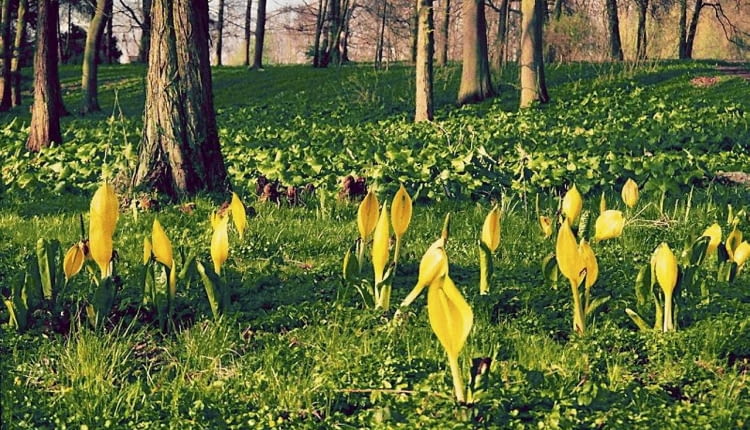 ARBORETUM PARK PUBLICZNY OGROD DENDROLOGICZNY ZRODLISKO TEREN PODMOKLY TULEJNIK AMERYKANSKI LISICHITON AMERICANUS KWIAT WIOSNA FOT. OGROD DENDROLOGICZNY W PRZELEWICACH PUBLIKACJA OGRODY NR 8 (52) - 8.2003 SLOWA KLUCZOWE: ROSLINY OGRODY ZDJĘCIE DO WKŁADKI: PUBLIKACJA OGRODY NR 8 (52) - CZASOPISMA